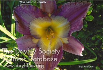Daylily You and Me Forever